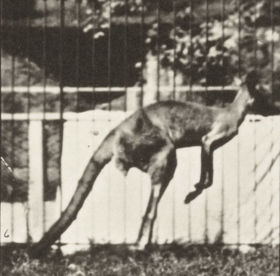 Plate 753 Kangaroo jumping — figure reference
